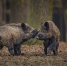 wild-boar-nature-habitat-dangerous-animal-forest-czech-republic-nature-sus-scrofa - Газета Восход