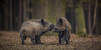 wild-boar-nature-habitat-dangerous-animal-forest-czech-republic-nature-sus-scrofa - Газета Восход