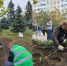 Платаны и розы высадили в Ростове в рамках Дня древонасаждения - Bloknot-Rostov.Ru