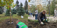 Платаны и розы высадили в Ростове в рамках Дня древонасаждения - Bloknot-Rostov.Ru
