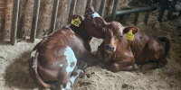 Молочная компания в Тверской области получила статус племенного репродуктора - Газета Вся Тверь