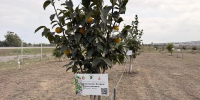 В «Саду памяти» прошёл субботник - Администрация г. Дербент
