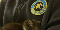 Пожарные вытащили из горящего дома в Гатчинском округе 13 котов. Хозяйки не было дома - 47 новостей