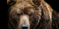 Фото: Lubos Chlubny / Shutterstock / Fotodom - Красный Север