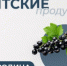 Вятские продукты: смородина – ягодное богатство Кировской области - Министерство промышленности, предпринимательства и торговли