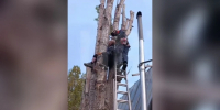 В Уфе мужчина застрял ногой между стволами на высоте 6 метров - Комсомольская правда