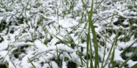 Оперативное предупреждение: заморозки - Кувандыкский городской округ