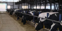 Производство животноводческой продукции в Башкортостане за пять лет выросло на 9% - Министерство сельского хозяйства
