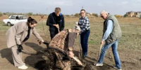 В Веселовском районе прошел Осенний день древонасаждения - Веселовский район