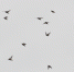 птицы - OrelTimes.Ru