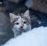 снег Мария Смитюк, ИА PrimaMedia - ChitaMedia