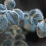 branches-covered-with-frost-frosty-plants-in-the-early-morning-in-the-cold-season - РИА 7 Новостей
