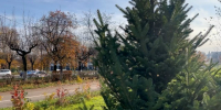 Во Владимире специалисты «Зеленого города» за год высадили более 500 деревьев - 6tv.Ru
