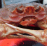 Краб-стригун опилио. Архивное фото - Fishnews.Ru