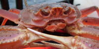 Краб-стригун опилио. Архивное фото - Fishnews.Ru