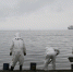Тематическое фото Елена Поддубная, ИА KamchatkaMedia - SakhalinMedia.Ru