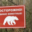 В Братске в 2,5 раза сократилось число сообщений о медведях - КП-Иркутск