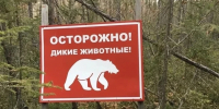 В Братске в 2,5 раза сократилось число сообщений о медведях - КП-Иркутск