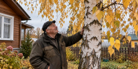 Почему опасно спиливать одинокую березу возле дома: оказывается, это очень коварное дерево - Prochepetsk.ru