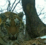 В Амурской области живут 11 тигров Будут ли завозить новых - Amur.Life