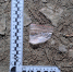 Мигрант с дозой метилэфедрона задержан патрулём на улице Халтурина - Khabara.Ru