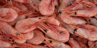 Варено-мороженая северная креветка. Архивное фото - Fishnews.Ru