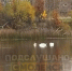В Смоленске лебеди с птенцом остались зимовать на Кривом озере - Комсомольская Правда