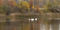 В Смоленске лебеди с птенцом остались зимовать на Кривом озере - Комсомольская Правда