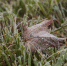 Фото: ПАИ - InformPskov.Ru