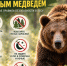  Как избежать встречи с бурым медведем?. - Администрация района