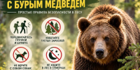  Как избежать встречи с бурым медведем?. - Администрация района