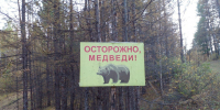 Из-за активности медведей жителей Тувы призвали строго придерживаться введённых в регионе ограничений - Правительство Республики Тыва