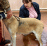 Ульяновские ветеринары спасли охотничью собаку с воспалениями на коже - Комсомольская правда