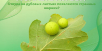 А знаете ли вы, что в Бутурлиновском шиповом лесу на дубах растут яблоки?. - Бутурлиновский район