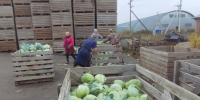 Сельхозпредприятия Вологодского округа начали уборку капусты - Газета Маяк