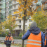 На бульваре Менделеева в Мурино высадили молодые клены - Всеволожские вести онлайн