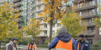 На бульваре Менделеева в Мурино высадили молодые клены - Всеволожские вести онлайн