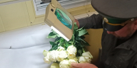 Россельхознадзором пресечена попытка ввоза из Республики Беларусь партии цветов, зараженных карантинным вредителем - Россельхознадзор