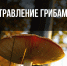 Как избежать отравления грибами. - Администрация Таловского района