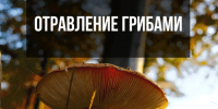 Как избежать отравления грибами. - Администрация Таловского района