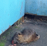 На одном из Ливенских рынков поселилась нутрия - Уездный город