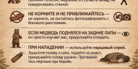 медведь в лесу. - Каратузский район