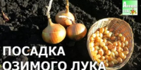 Подзимние посадки лука на зелень - Федоровский район