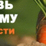 Сеем морковь под зиму: преимущества и недостатки - Федоровский район
