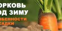 Сеем морковь под зиму: преимущества и недостатки - Федоровский район