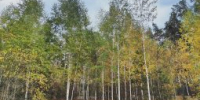 В Щигровском районе Курской области высеяли 200 килограмм желудей - Курская правда