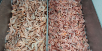 В пробах рыбы и морепродуктов нашли больше всего нарушений в Тульской области - Молодой коммунар