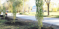 В Самаре до конца осени высадят более 1600 деревьев и кустарников - ProGorodSamara.Ru