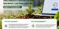 Согласовать проект лесовосстановления можно через Госуслуги - Министерство лесного хозяйства