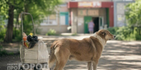 В Нижегородской области введут режим ЧС из-за нападений бездомных собак - ProDzer.Ru